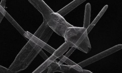 Imagen-del-nuevo-material-el-aerografito-300x168