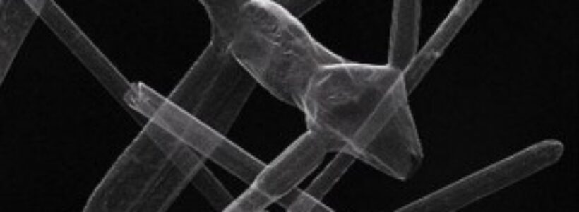 Imagen-del-nuevo-material-el-aerografito-300x168