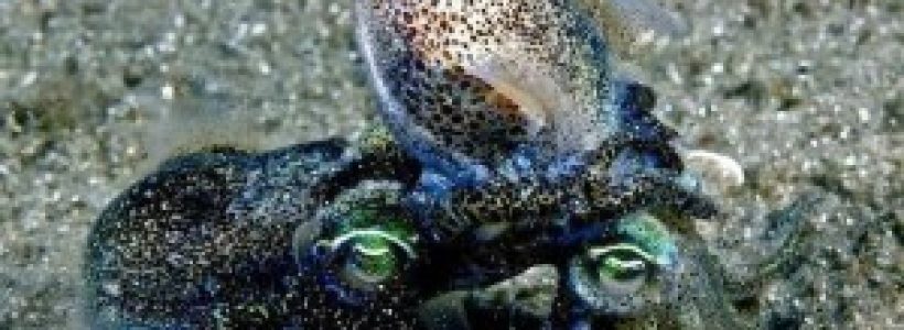 Los-calamares-Euprymna-tasmanica-en-su-ejercicio-favorito-300x173