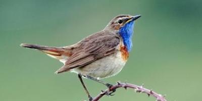 Los-nidos-en-cavidades-influyen-en-el-color-de-las-aves_image365_