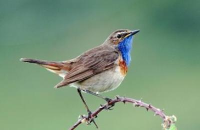 Los-nidos-en-cavidades-influyen-en-el-color-de-las-aves_image365_