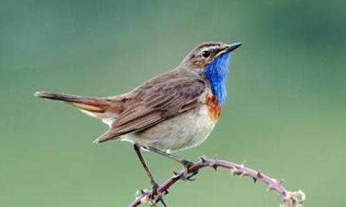 Los-nidos-en-cavidades-influyen-en-el-color-de-las-aves_image365_