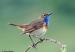 Los-nidos-en-cavidades-influyen-en-el-color-de-las-aves_image365_