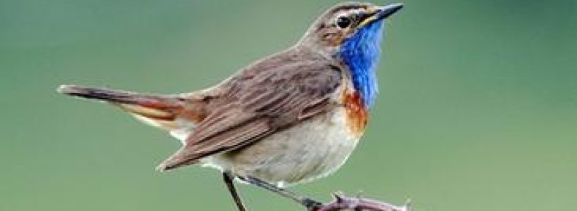 Los-nidos-en-cavidades-influyen-en-el-color-de-las-aves_image365_