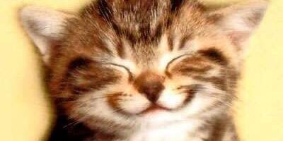 SONRISA_gatito