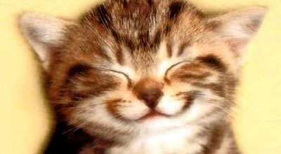 SONRISA_gatito