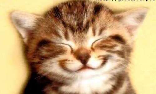 SONRISA_gatito