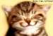 SONRISA_gatito