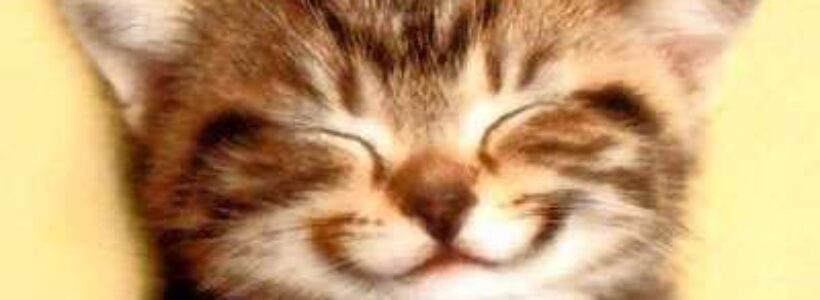 SONRISA_gatito