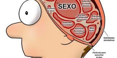cerebro-masculino
