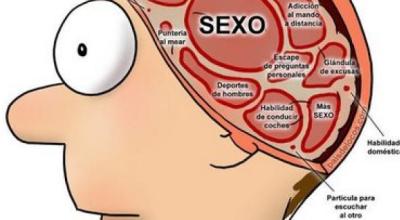 cerebro-masculino