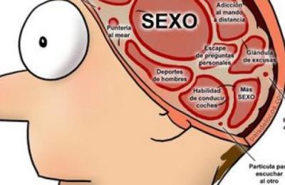 cerebro-masculino