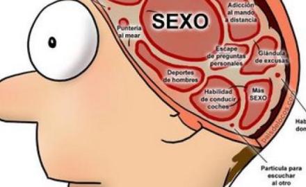 cerebro-masculino