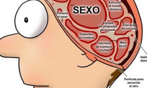 cerebro-masculino
