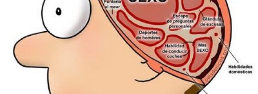 cerebro-masculino