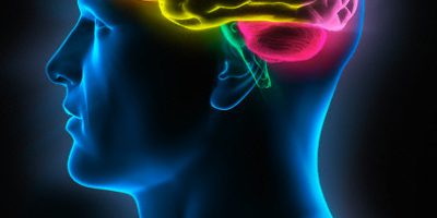 cerebrohumano689746573462531234354678