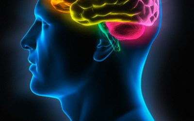 cerebrohumano689746573462531234354678