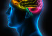 cerebrohumano689746573462531234354678