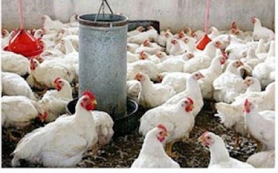 marte_17_no_pollo