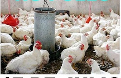 marte_17_no_pollo