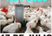 marte_17_no_pollo