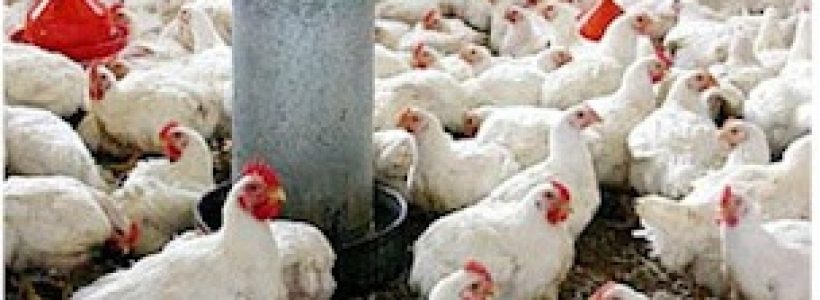 marte_17_no_pollo