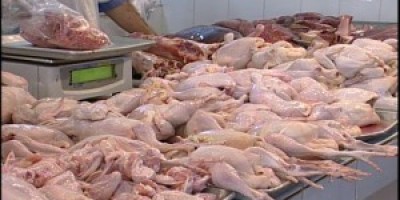 pollo-b7-300x200