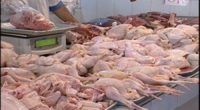 pollo-b7-300x200