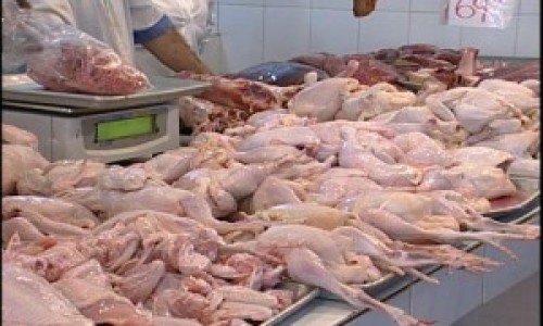 pollo-b7-300x200