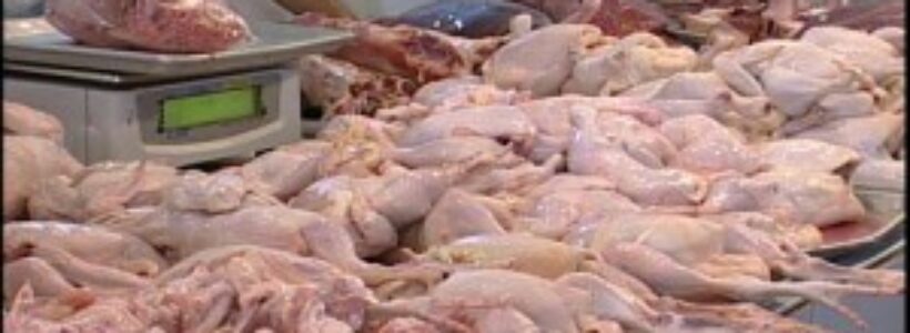 pollo-b7-300x200