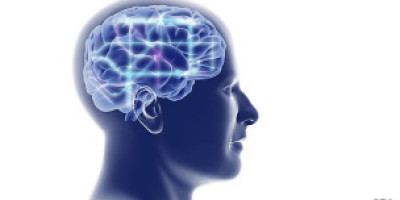 110716175542_ilustracion_cerebro_304x171_spl