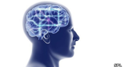 110716175542_ilustracion_cerebro_304x171_spl