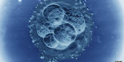 120824101800_superfertilidad_304x171_spl_nocredit_1
