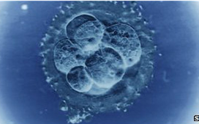 120824101800_superfertilidad_304x171_spl_nocredit_1