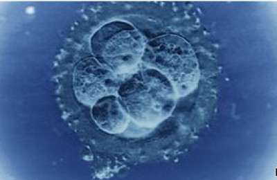 120824101800_superfertilidad_304x171_spl_nocredit_1