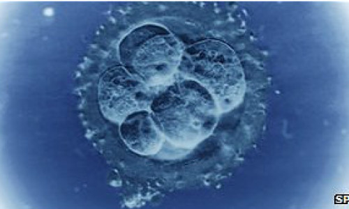 120824101800_superfertilidad_304x171_spl_nocredit_1