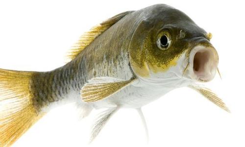 carpa--644x362