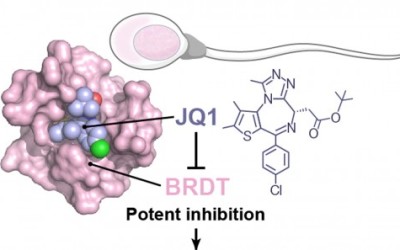 jqi-contraception