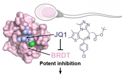 jqi-contraception