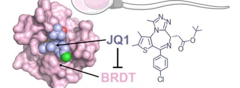 jqi-contraception
