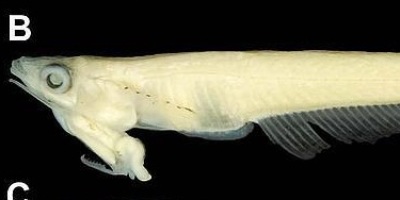pez-cabeza-pene_0-JPG