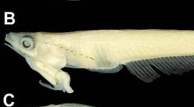 pez-cabeza-pene_0-JPG