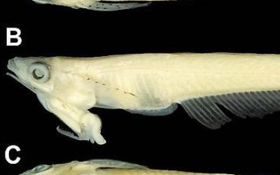 pez-cabeza-pene_0-JPG