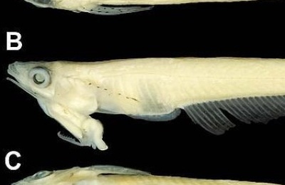 pez-cabeza-pene_0-JPG