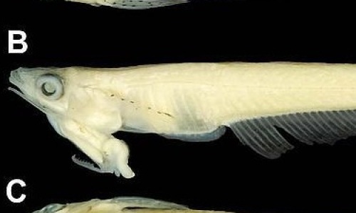 pez-cabeza-pene_0-JPG