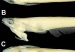 pez-cabeza-pene_0-JPG
