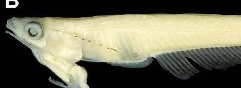 pez-cabeza-pene_0-JPG