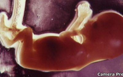 120124091356_baby_embryo_304x171_camerapress