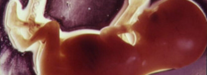 120124091356_baby_embryo_304x171_camerapress