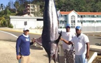 MARLIN-CAPTURADO-FRENTE-A-CABARETE-225x300